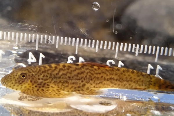 宽头拟腹吸鳅是什么鱼？