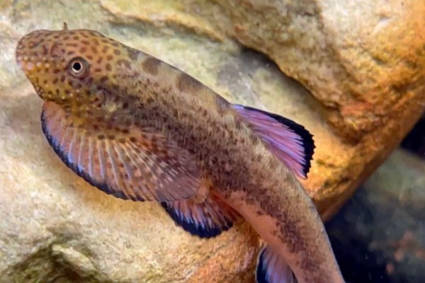 宽头拟腹吸鳅是什么鱼？