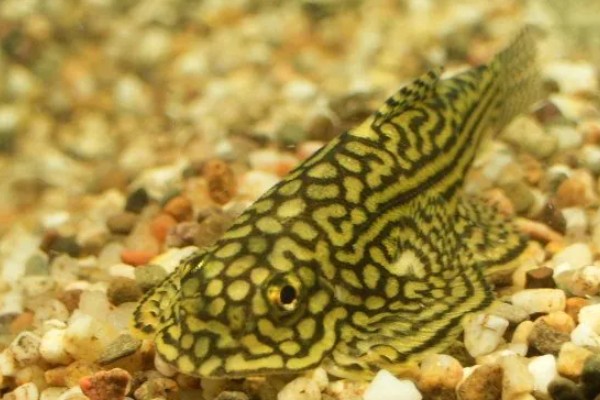 大鳍间吸鳅是什么鱼？