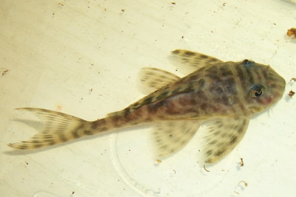 大鳍间吸鳅是什么鱼？