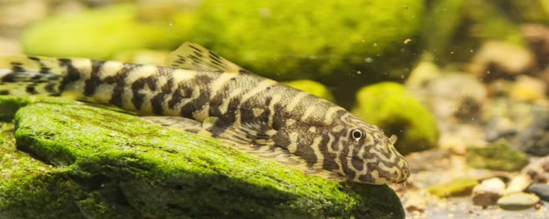 大鳍间吸鳅是什么鱼？