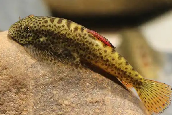 大鳍间吸鳅是什么鱼？