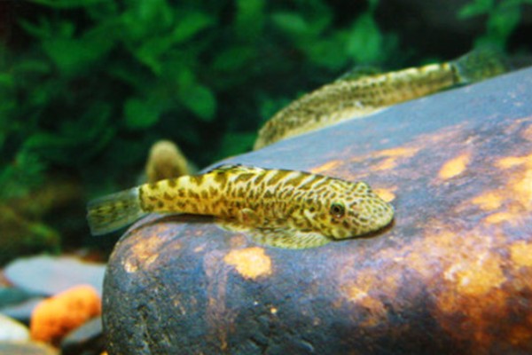 大眼间吸鳅是什么鱼?