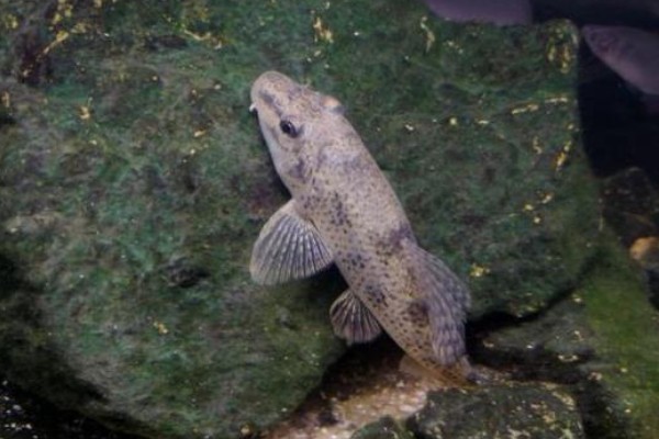 埔里华吸鳅是什么鱼？