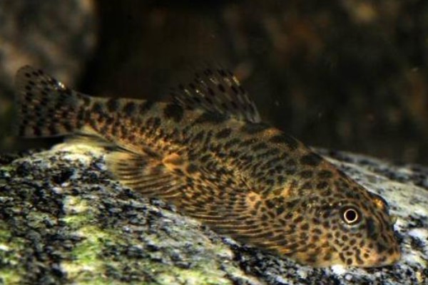 埔里华吸鳅是什么鱼？