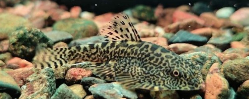 埔里华吸鳅是什么鱼?