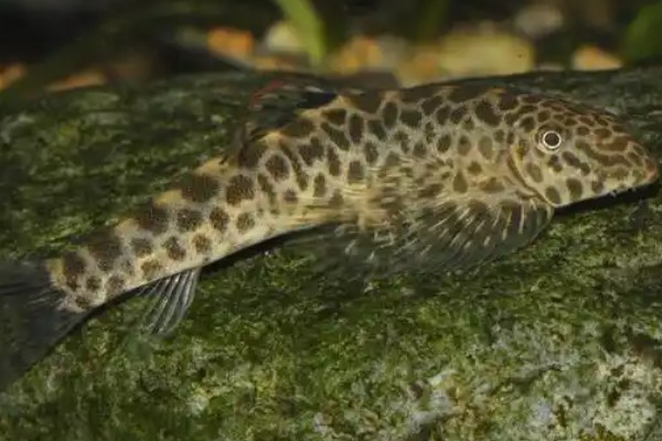圆斑拟腹吸鳅是什么鱼？