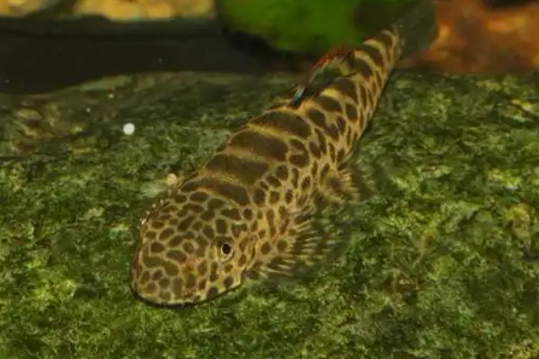 圆斑拟腹吸鳅是什么鱼？