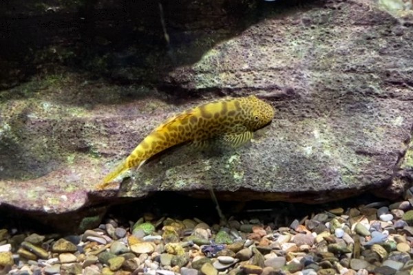 圆斑拟腹吸鳅是什么鱼？