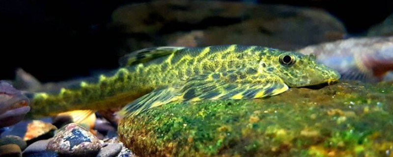 四川华吸鳅是什么鱼?