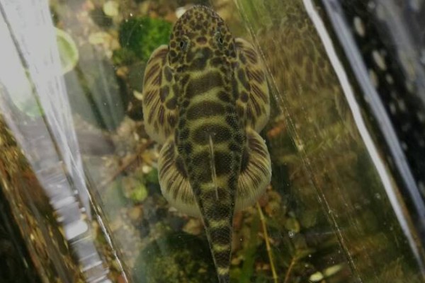 四川华吸鳅是什么鱼？