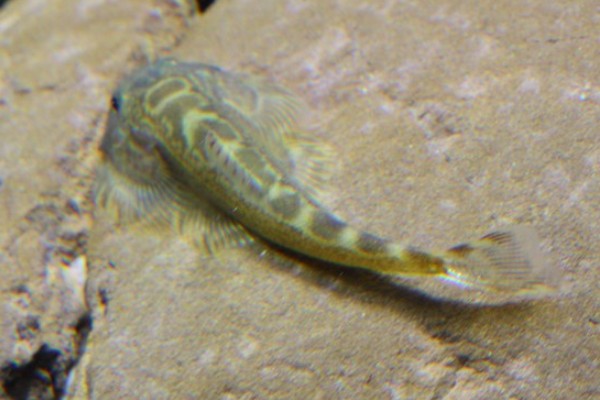 四川华吸鳅是什么鱼？