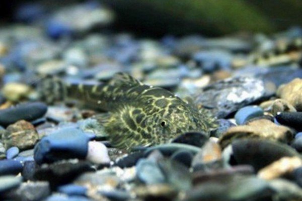 四川华吸鳅是什么鱼？