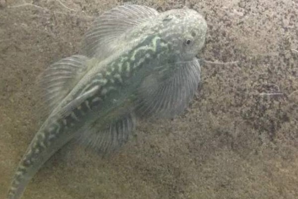 台湾间吸鳅是什么鱼？