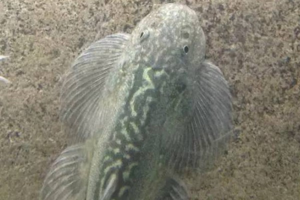 台湾间吸鳅是什么鱼？