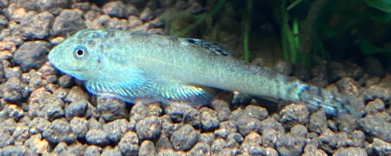 台湾间吸鳅是什么鱼?