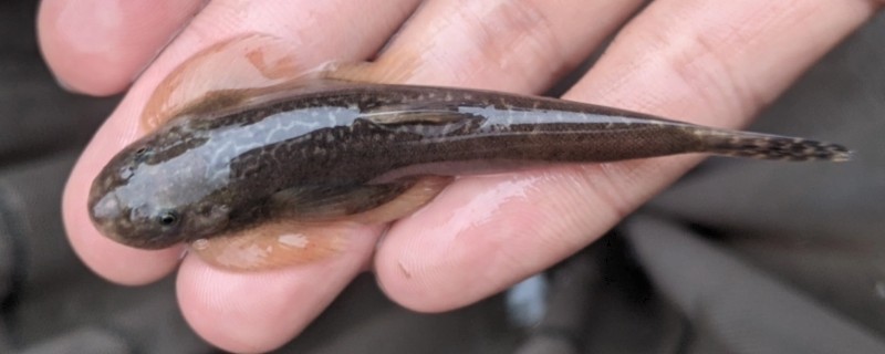 台东间吸鳅是什么鱼？