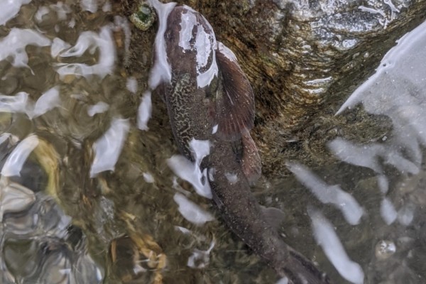 台东间吸鳅是什么鱼？