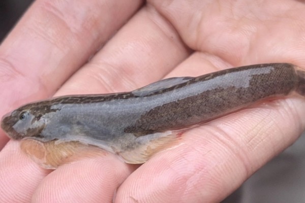 台东间吸鳅是什么鱼？