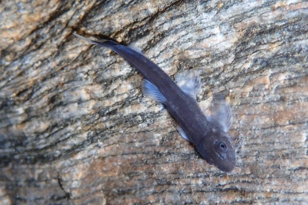 台东间吸鳅是什么鱼？