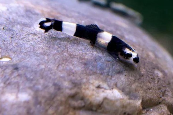 厚唇瑶山鳅是什么鱼？