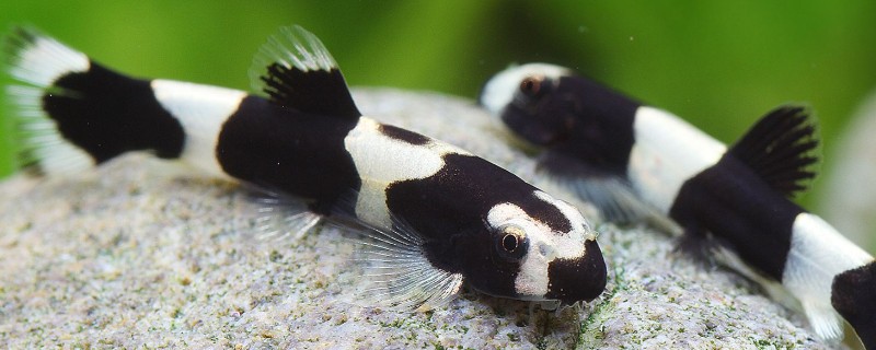 厚唇瑶山鳅是什么鱼?