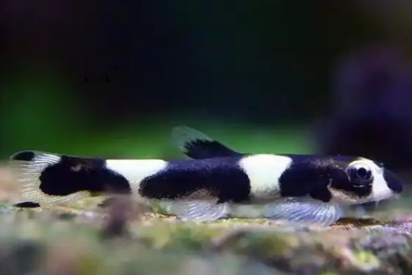 厚唇瑶山鳅是什么鱼？