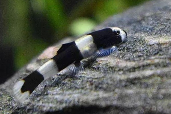 厚唇瑶山鳅是什么鱼？