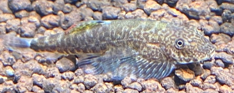 南盘江华吸鳅是什么鱼？