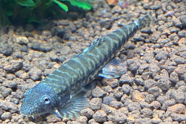 南盘江华吸鳅是什么鱼？