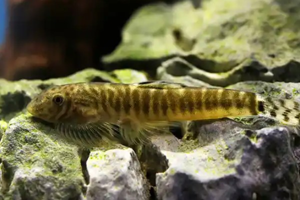 南盘江华吸鳅是什么鱼？