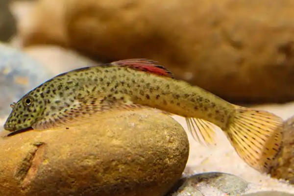 南盘江华吸鳅是什么鱼？