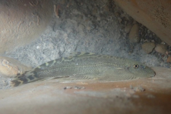 南台华吸鳅是什么鱼？