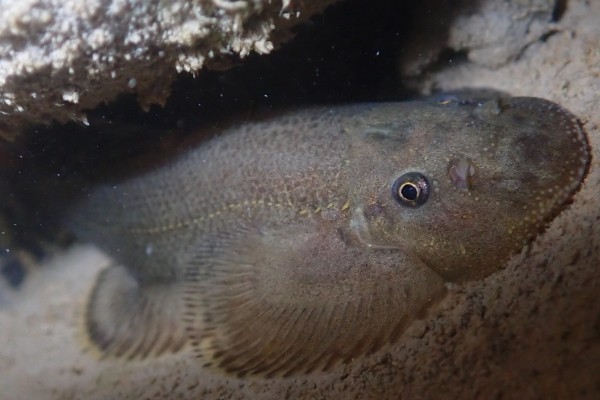 南台华吸鳅是什么鱼？