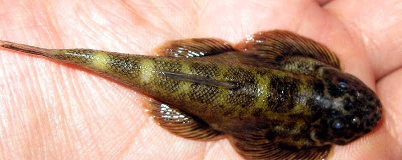 刺臀华吸鳅是什么鱼?