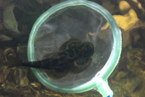 刺臀华吸鳅是什么鱼？