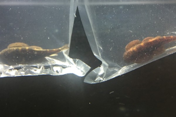 刺臀华吸鳅是什么鱼？