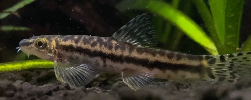 保亭近腹吸鳅是什么鱼？