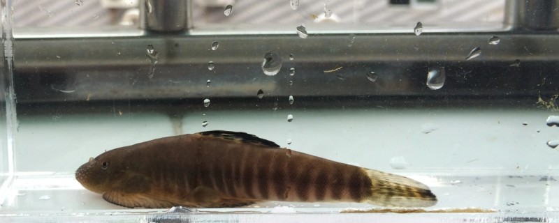 九龙江拟腹吸鳅是什么鱼？