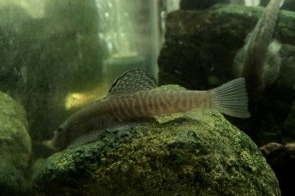 九龙江拟腹吸鳅是什么鱼？