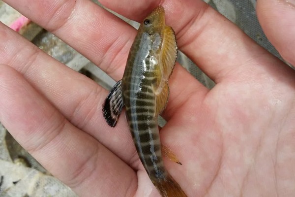 九龙江拟腹吸鳅是什么鱼？