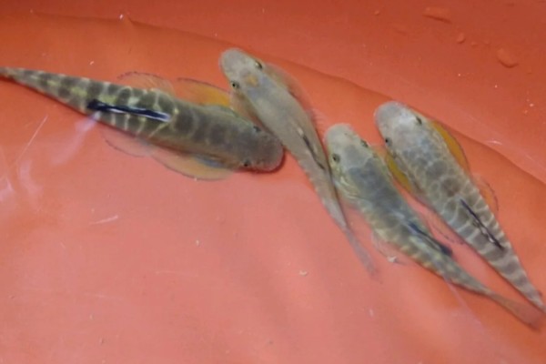 九龙江拟腹吸鳅是什么鱼？