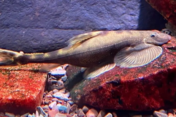 中华间吸鳅是什么鱼?