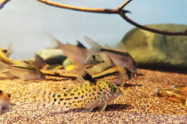 东陂拟腹吸鳅是什么鱼?