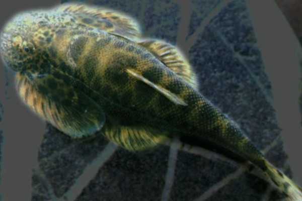 下司华吸鳅是什么鱼？