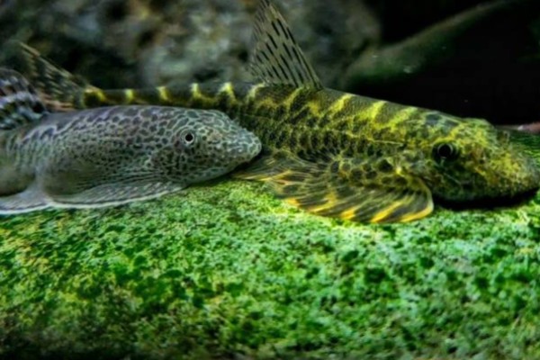 下司华吸鳅是什么鱼？