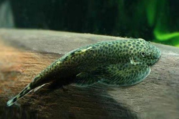 下司华吸鳅是什么鱼？