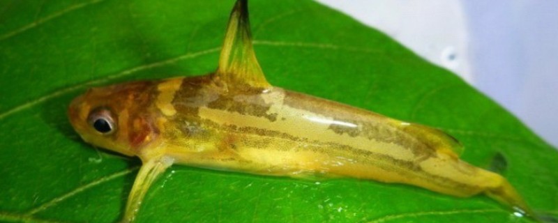 纵带鮠是什么鱼？