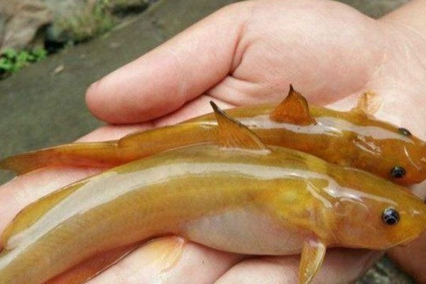 纵带鮠是什么鱼？