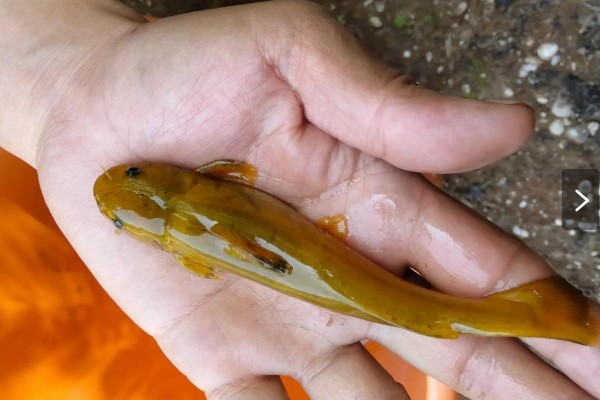 纵带鮠是什么鱼？